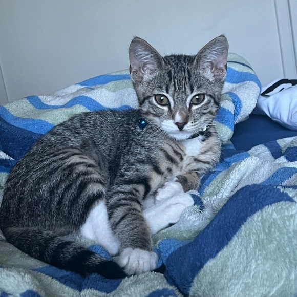 🐈‍⬛Cat Mom🐾 BAY AREA Native😎, GSW Dubs🏀,49er Faithful🏈,SF Giants⚾️UCLA Alum - Picture 14 of 16